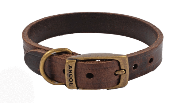 Dog Collar