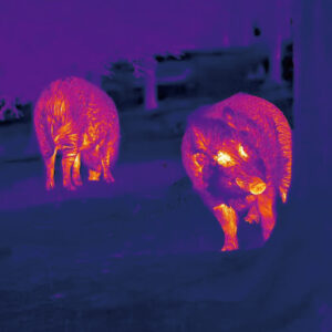 Thermal Imaging